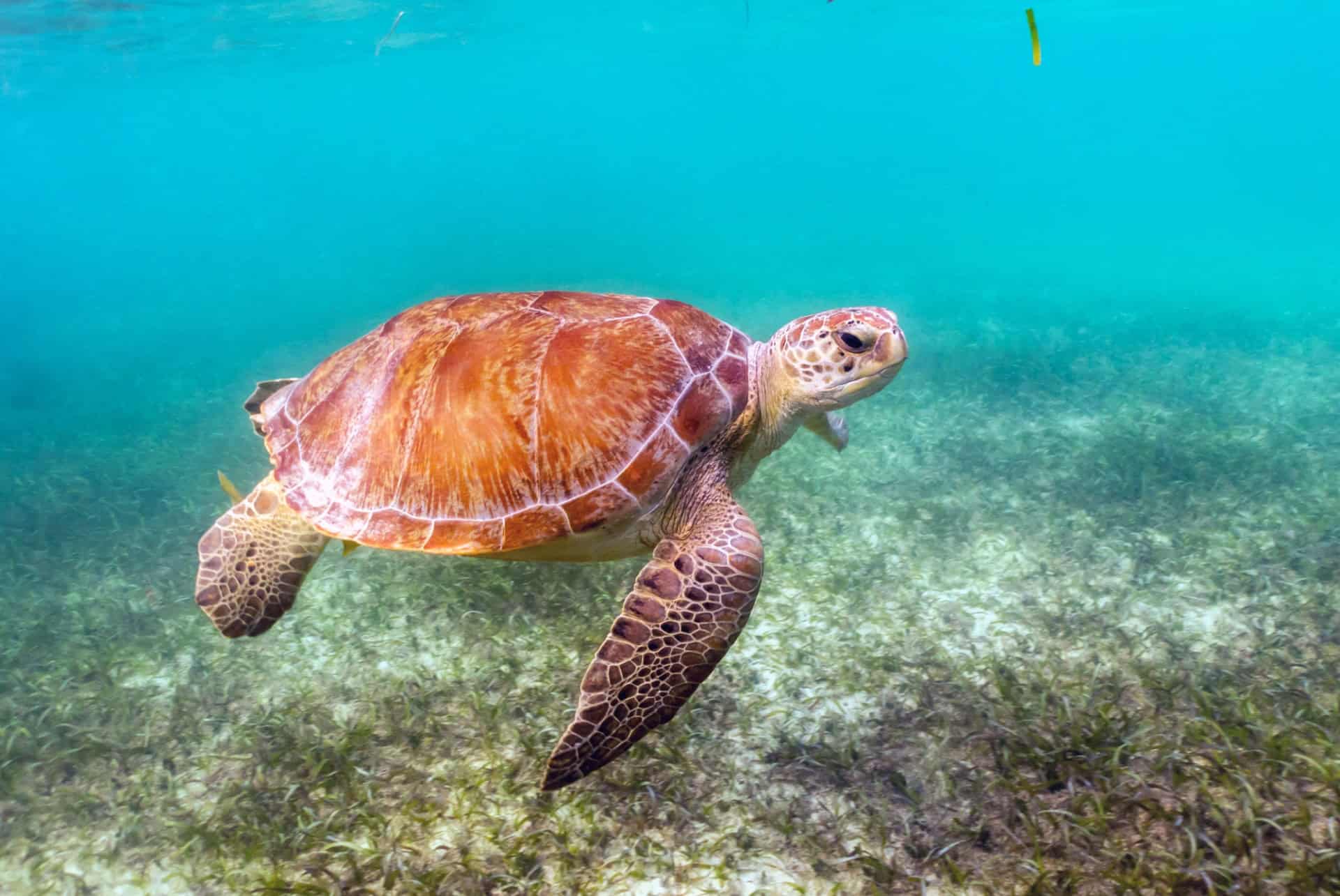 tortues akumal