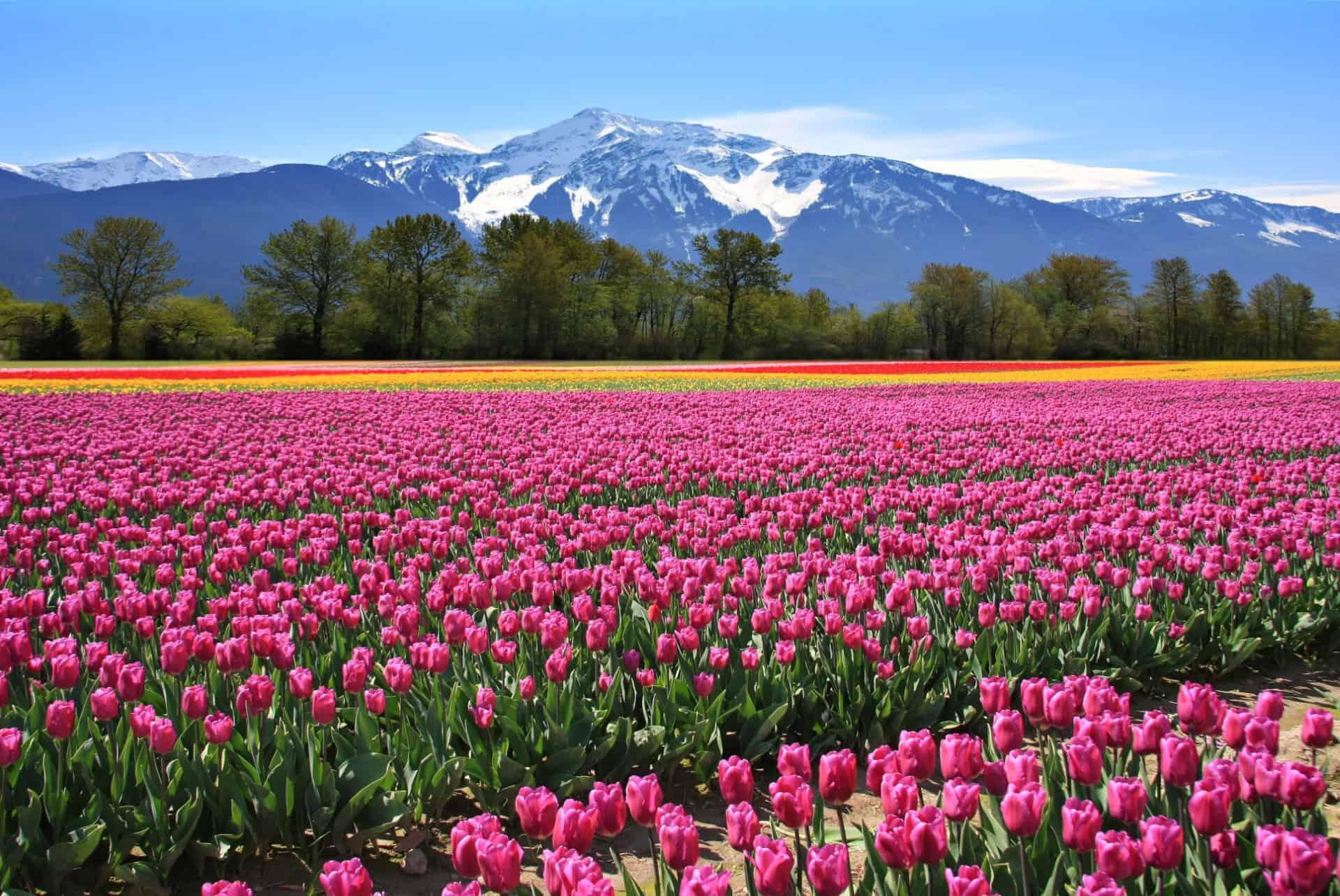 canada printemps