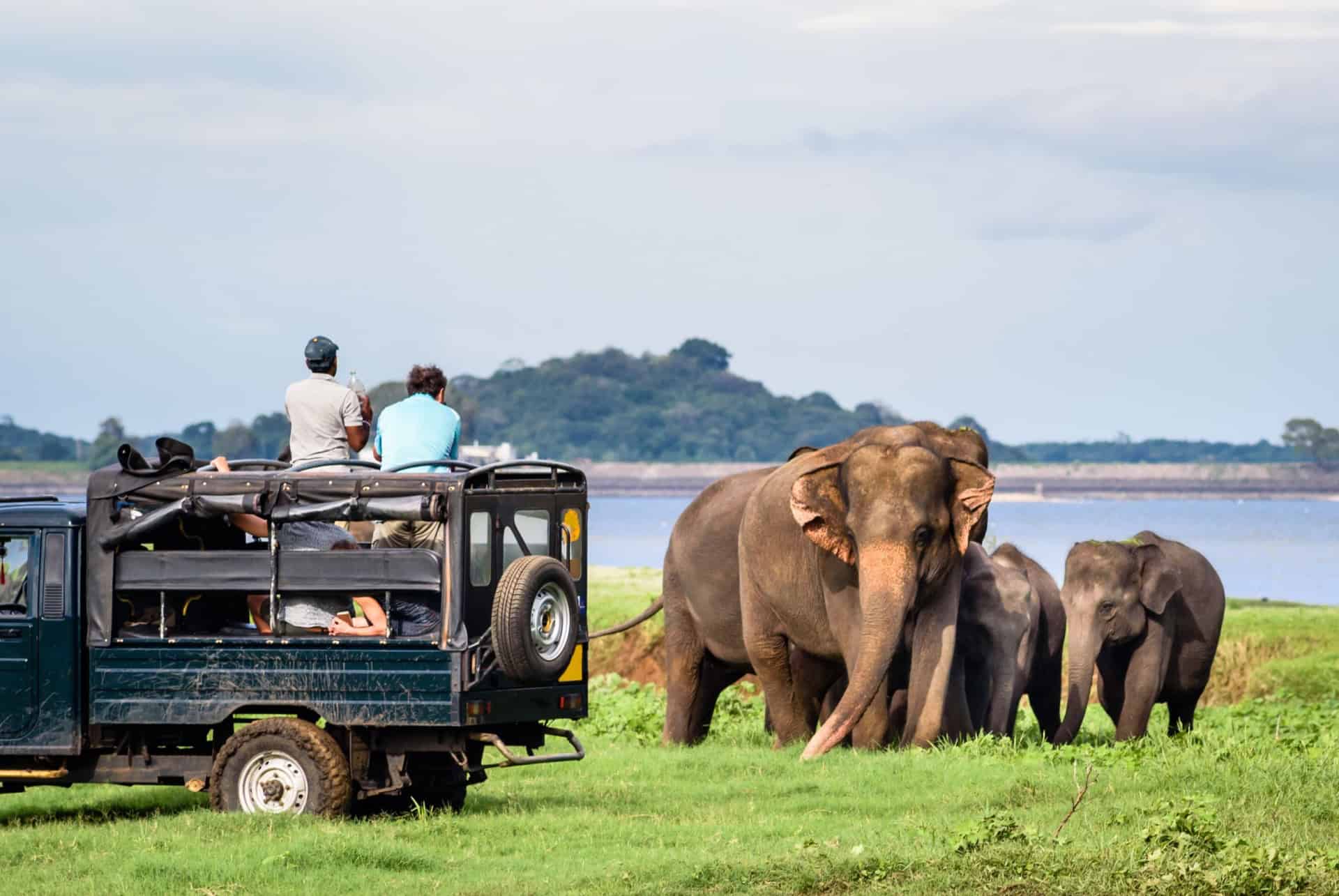Safari au parc national de Minneriya