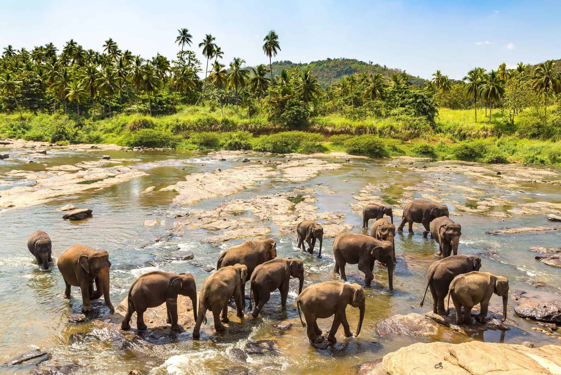 rassemblement elephants minneriya
