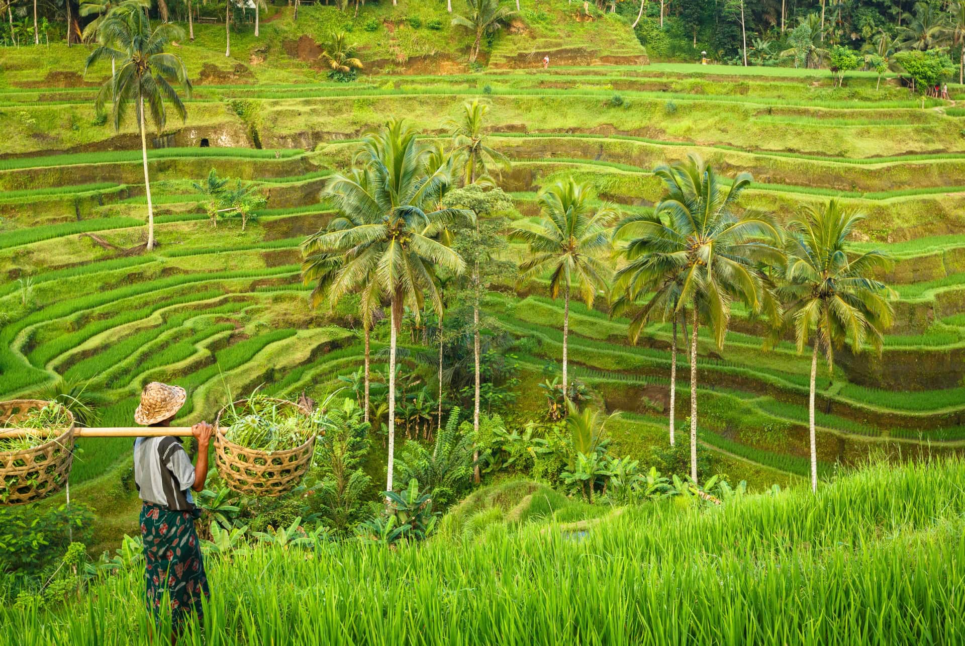 rizieres a bali