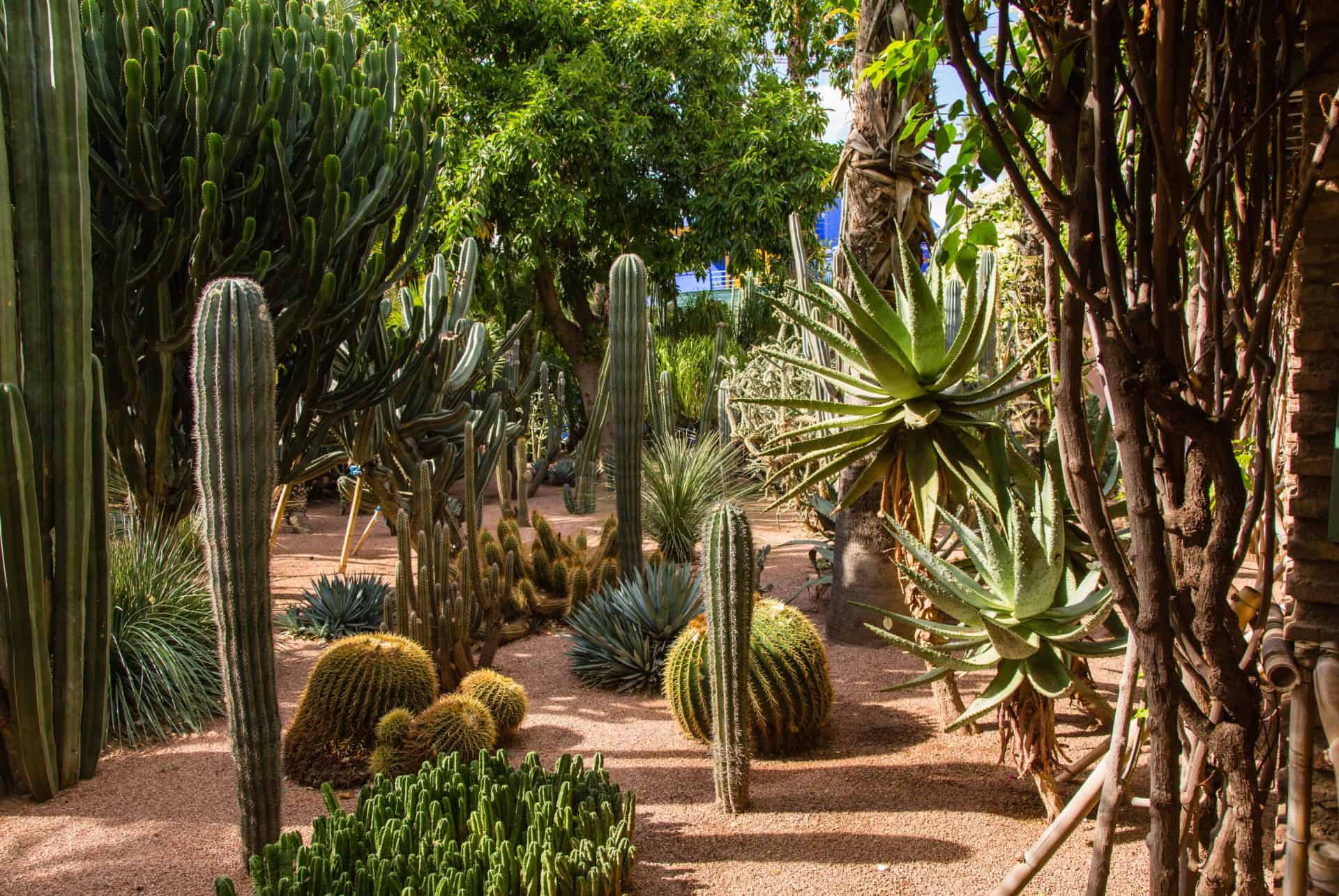 Visite guidée du jardin Majorelle