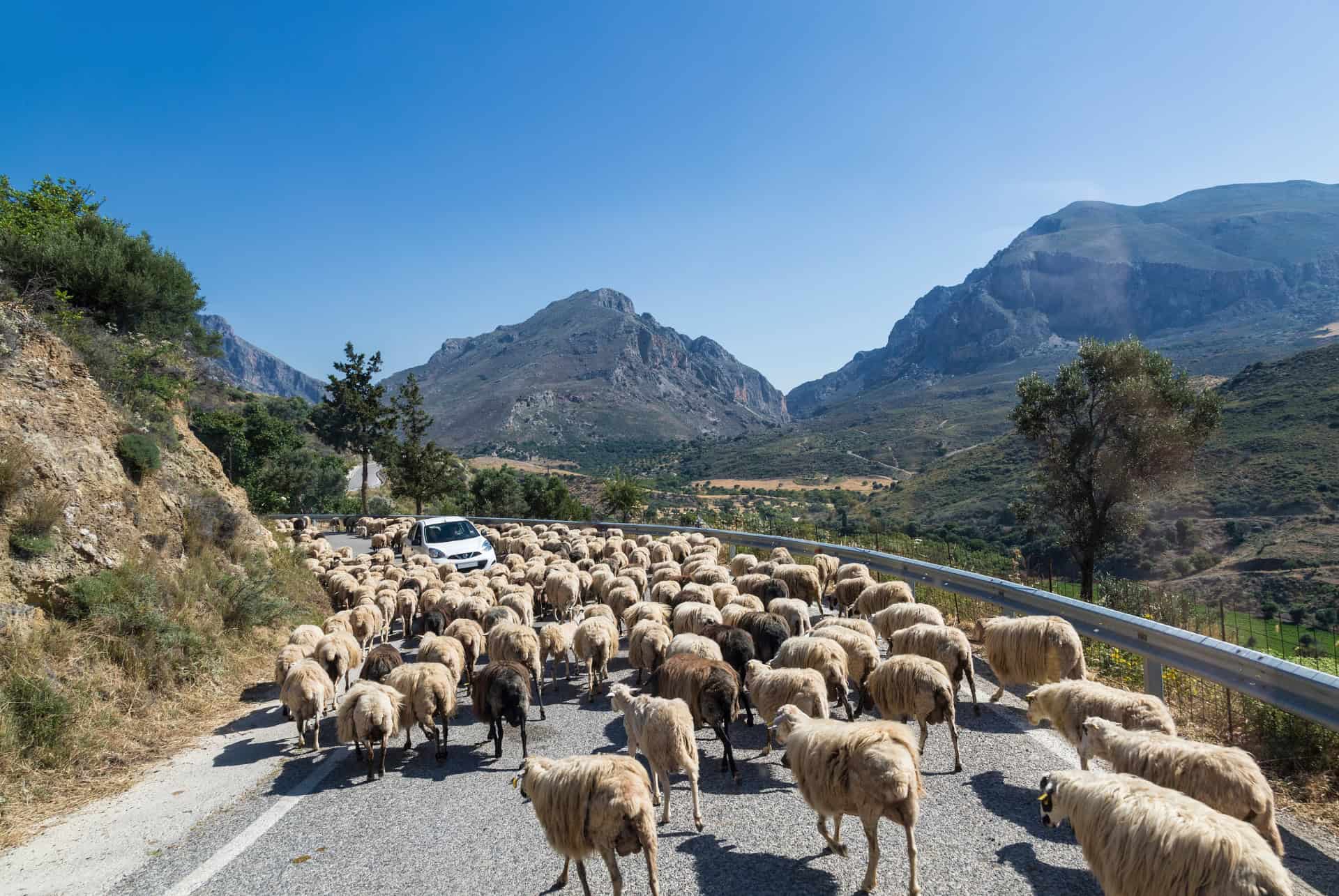 Troupeau de moutons sur une route de montagne en Crète, une voiture au milieu