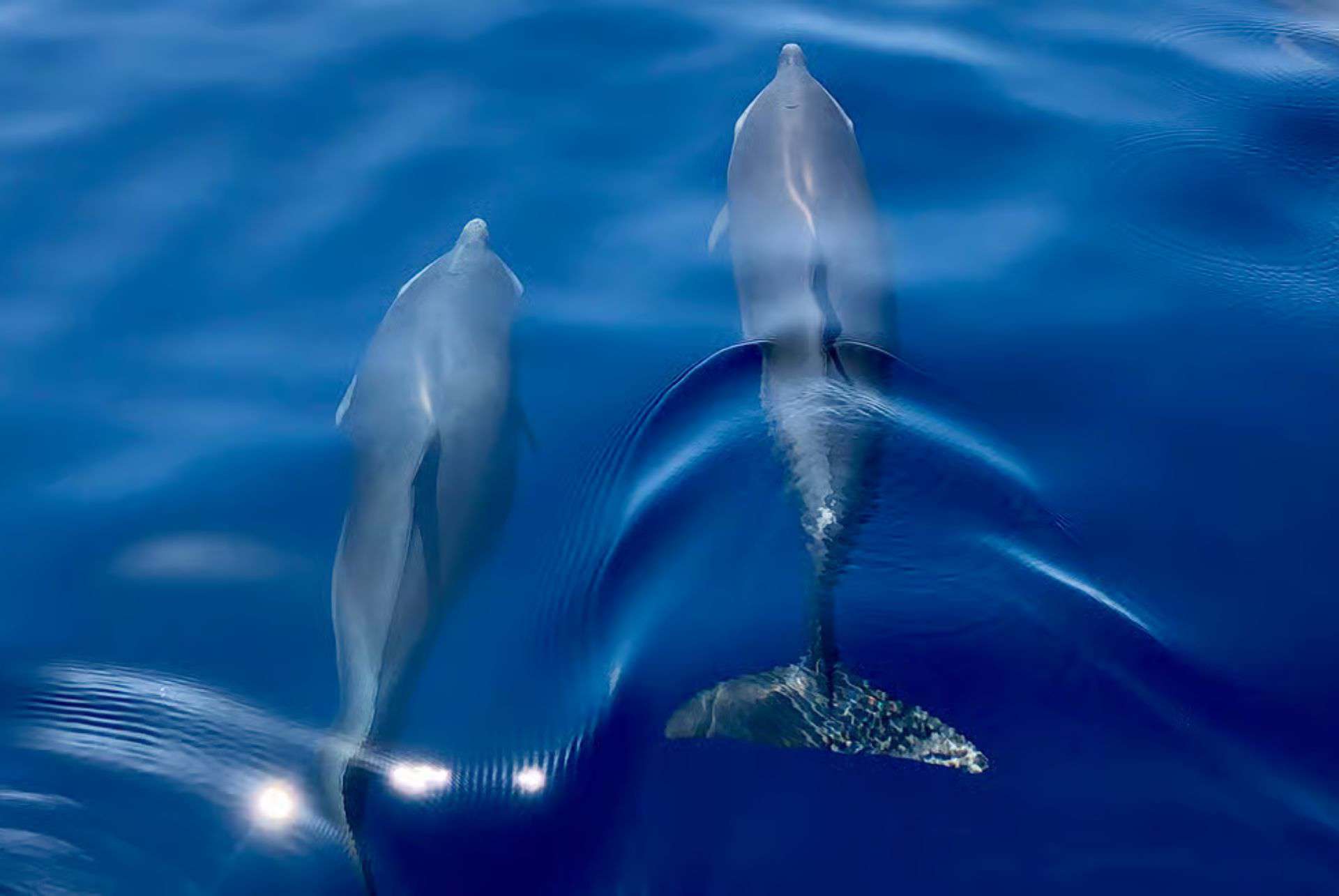 dauphins martinique