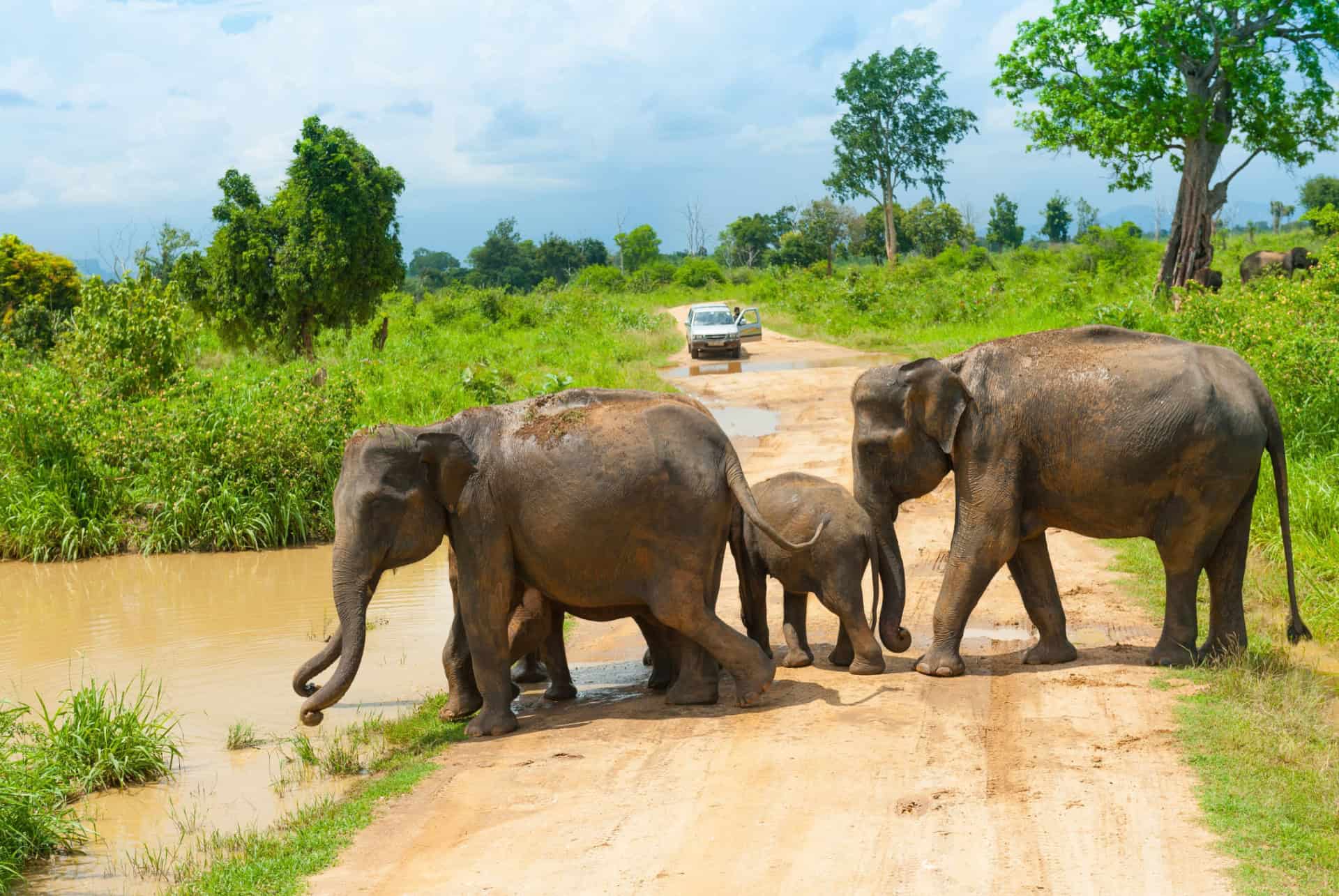 parc uda walawe elephant