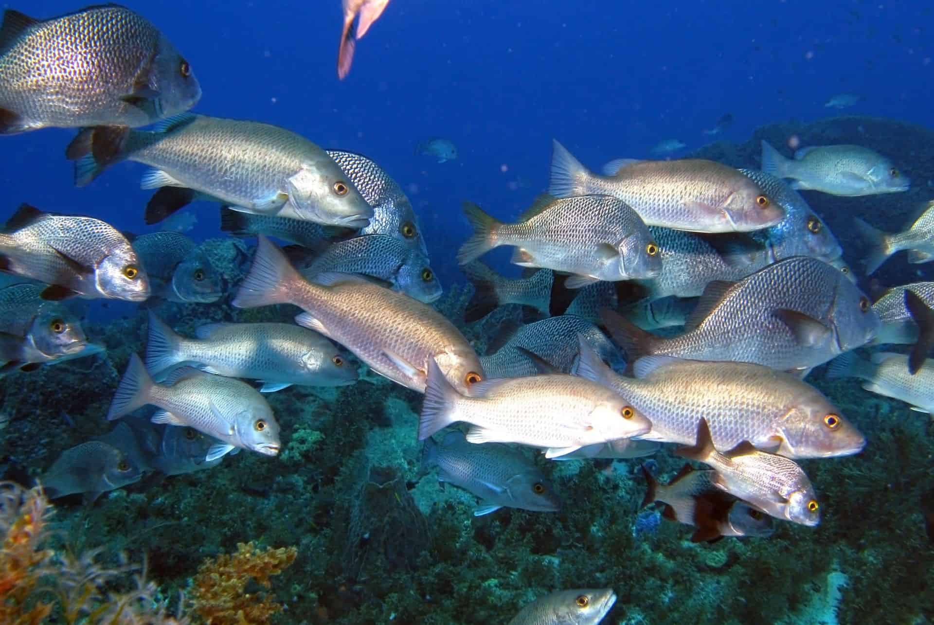 poissons martinique