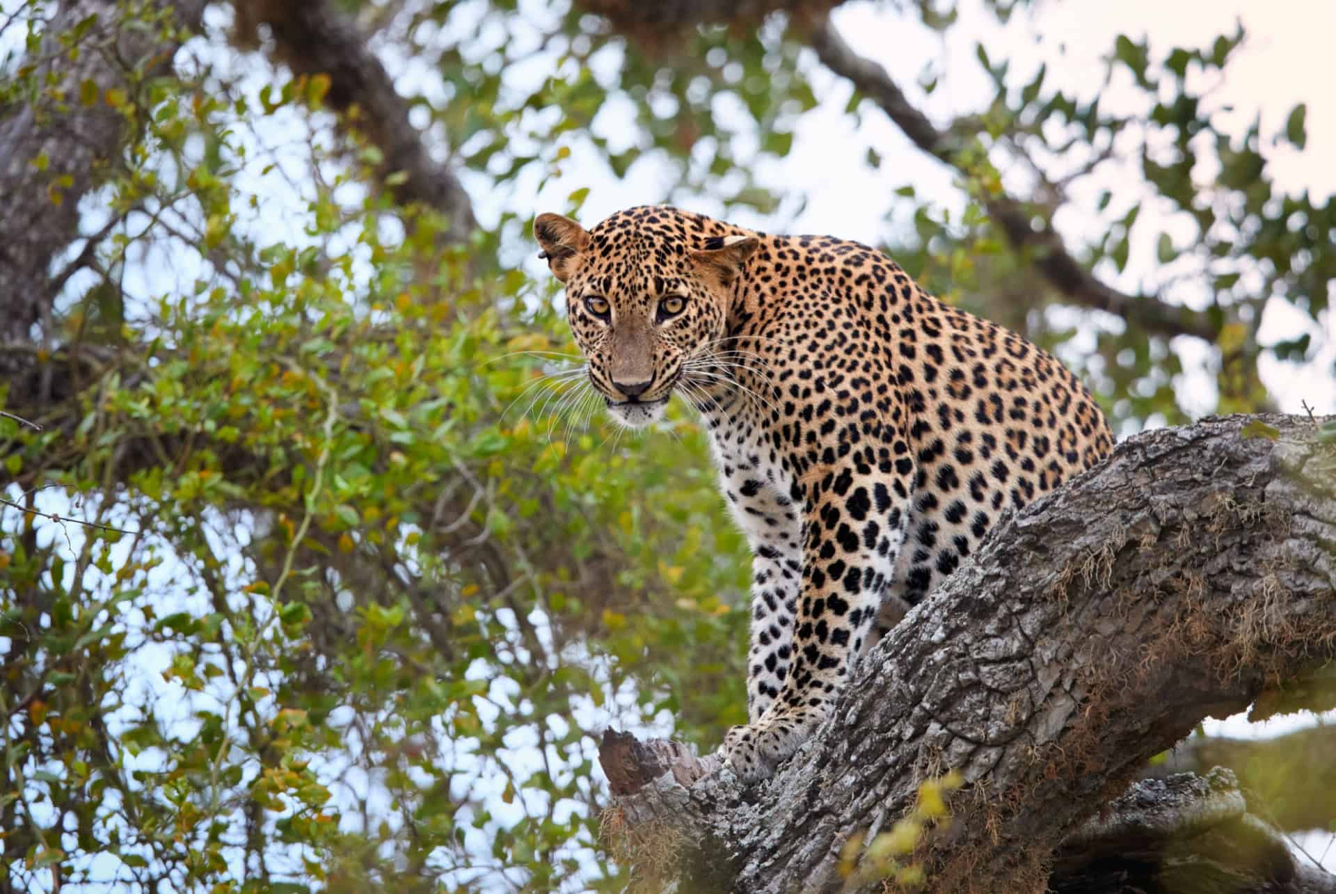 safari au sri lanka leopard