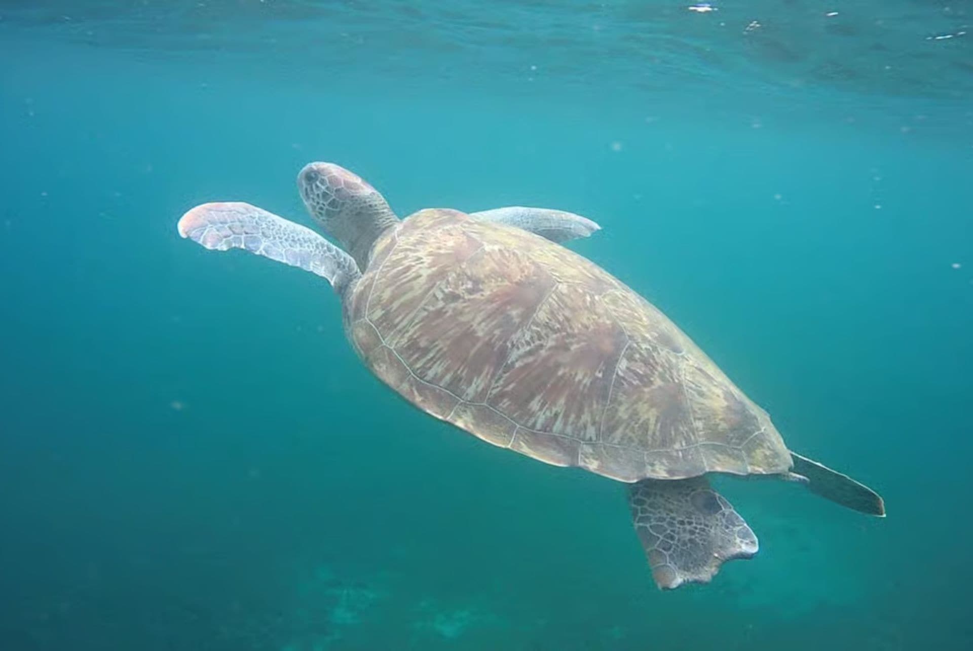 tortue martinique