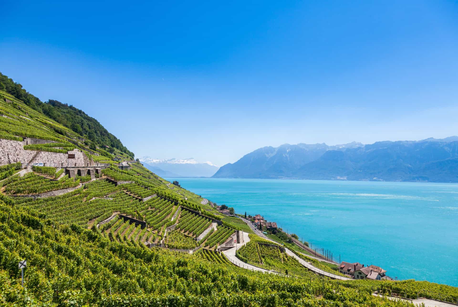 vignoble de lausanne