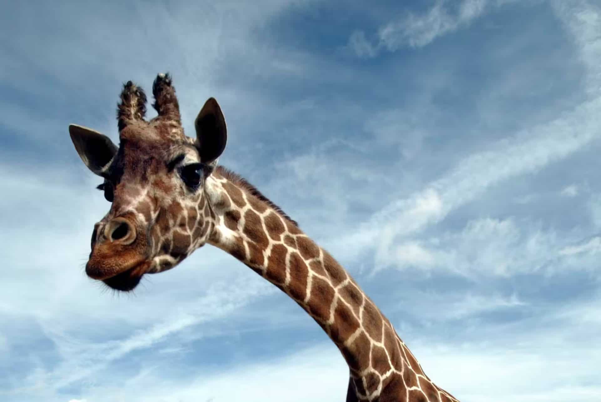 londres zoo