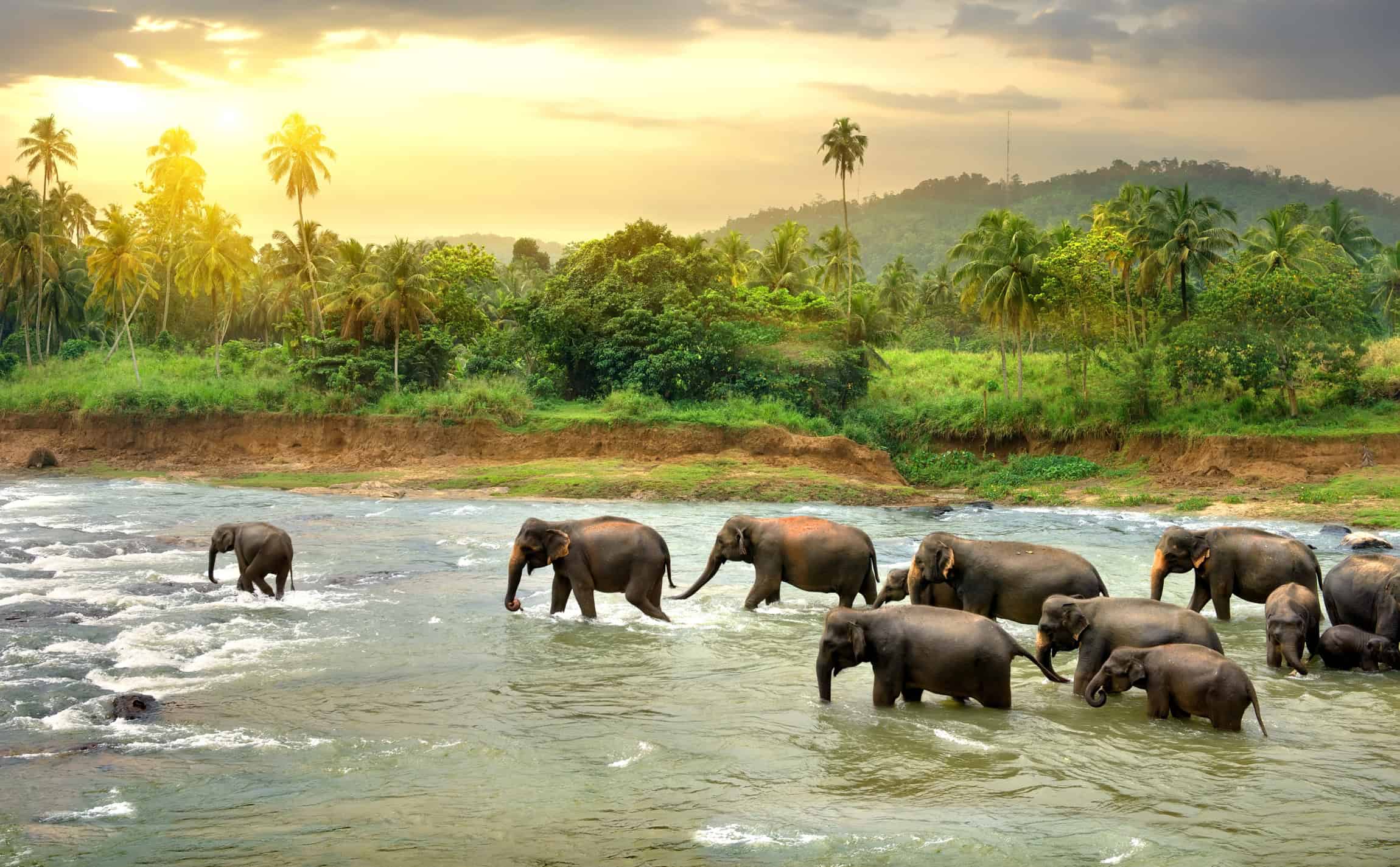 Le Sri Lanka en novembre