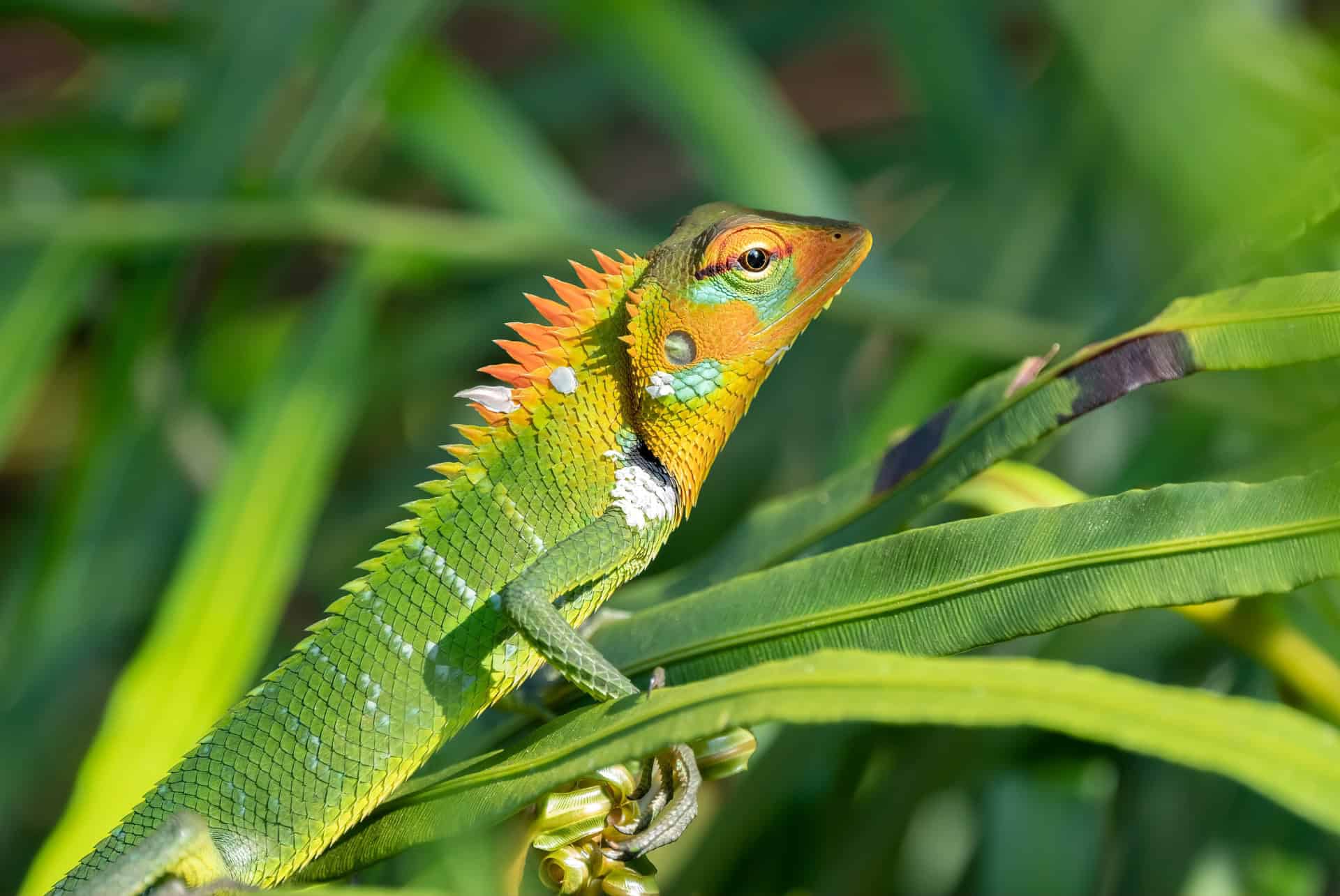 sri lanka foret sinharaja