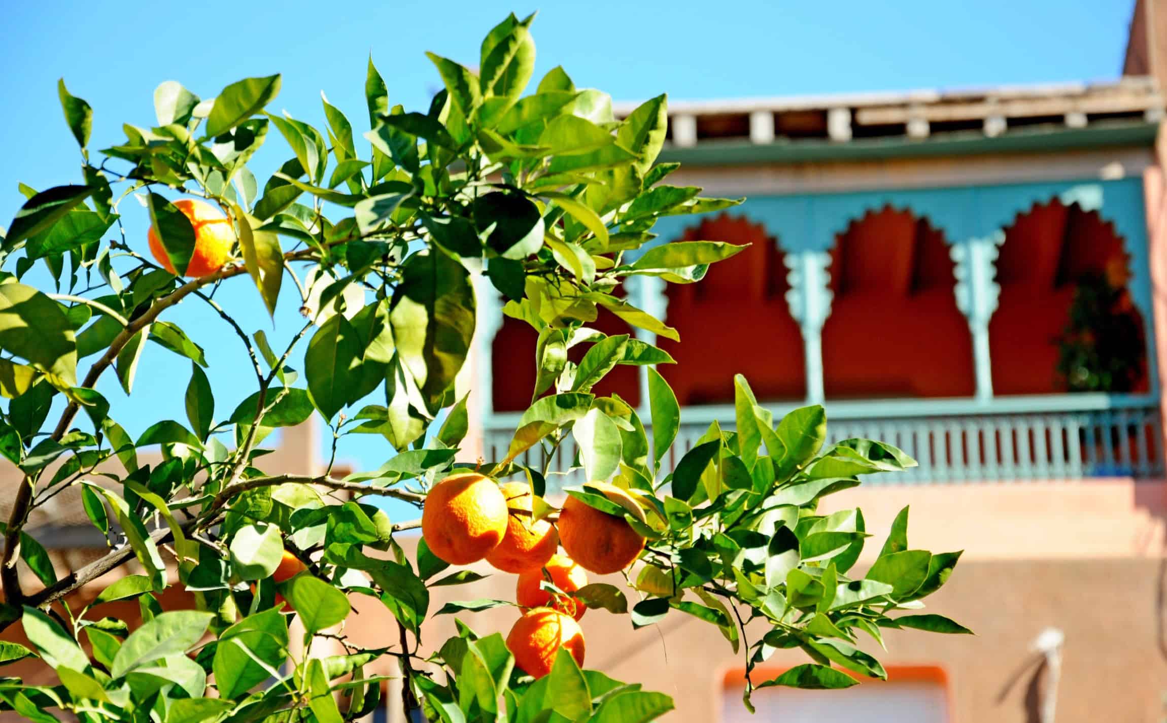 Marrakech en janvier