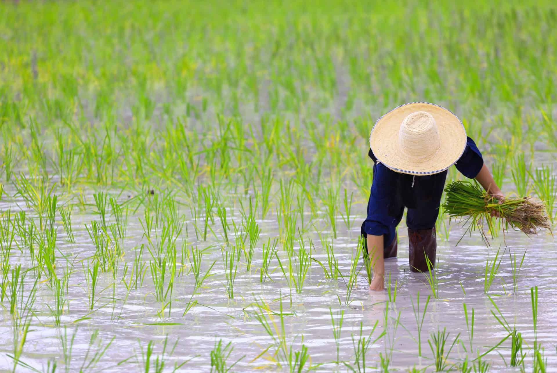 vietnam saison humide