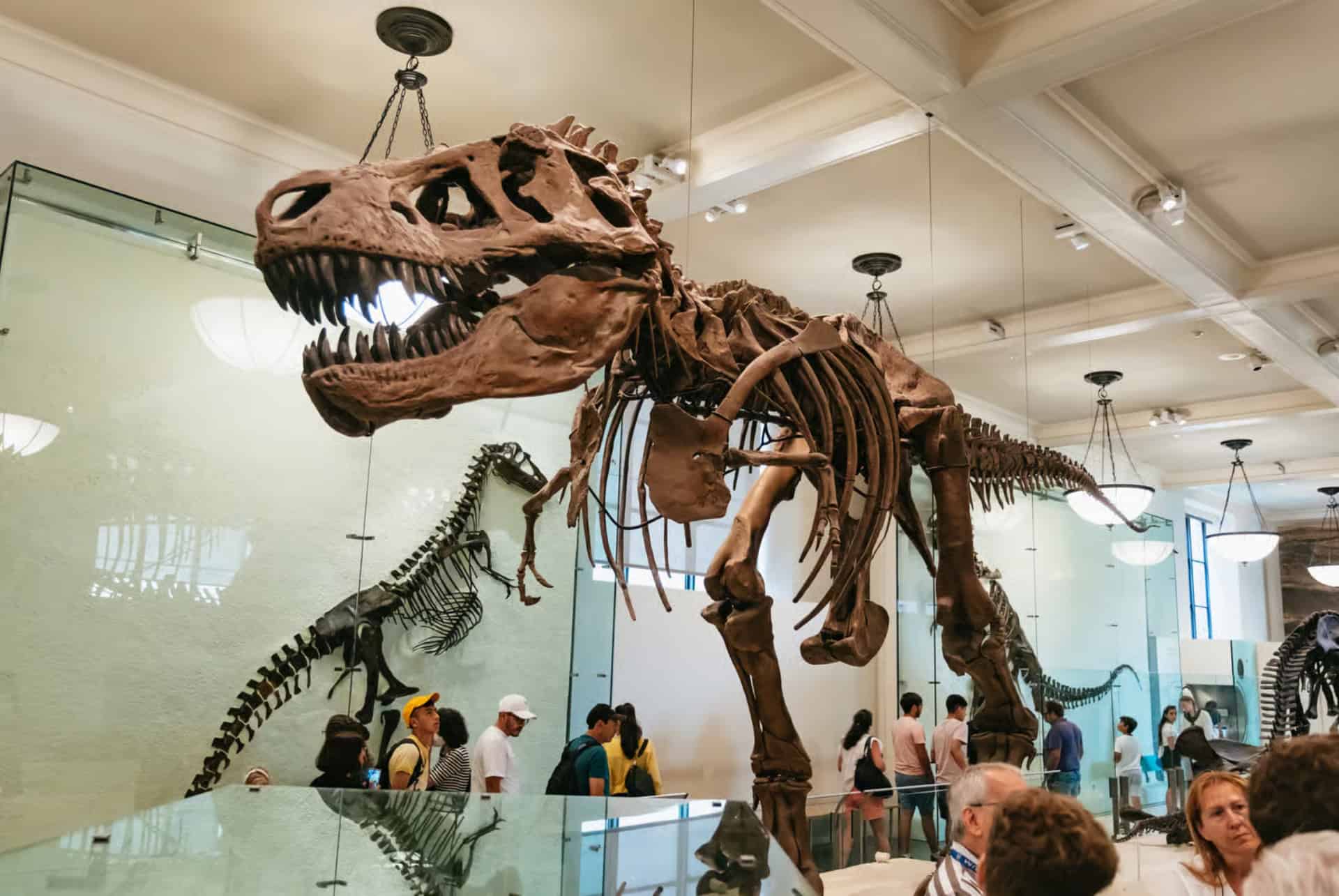 american museum of natural history