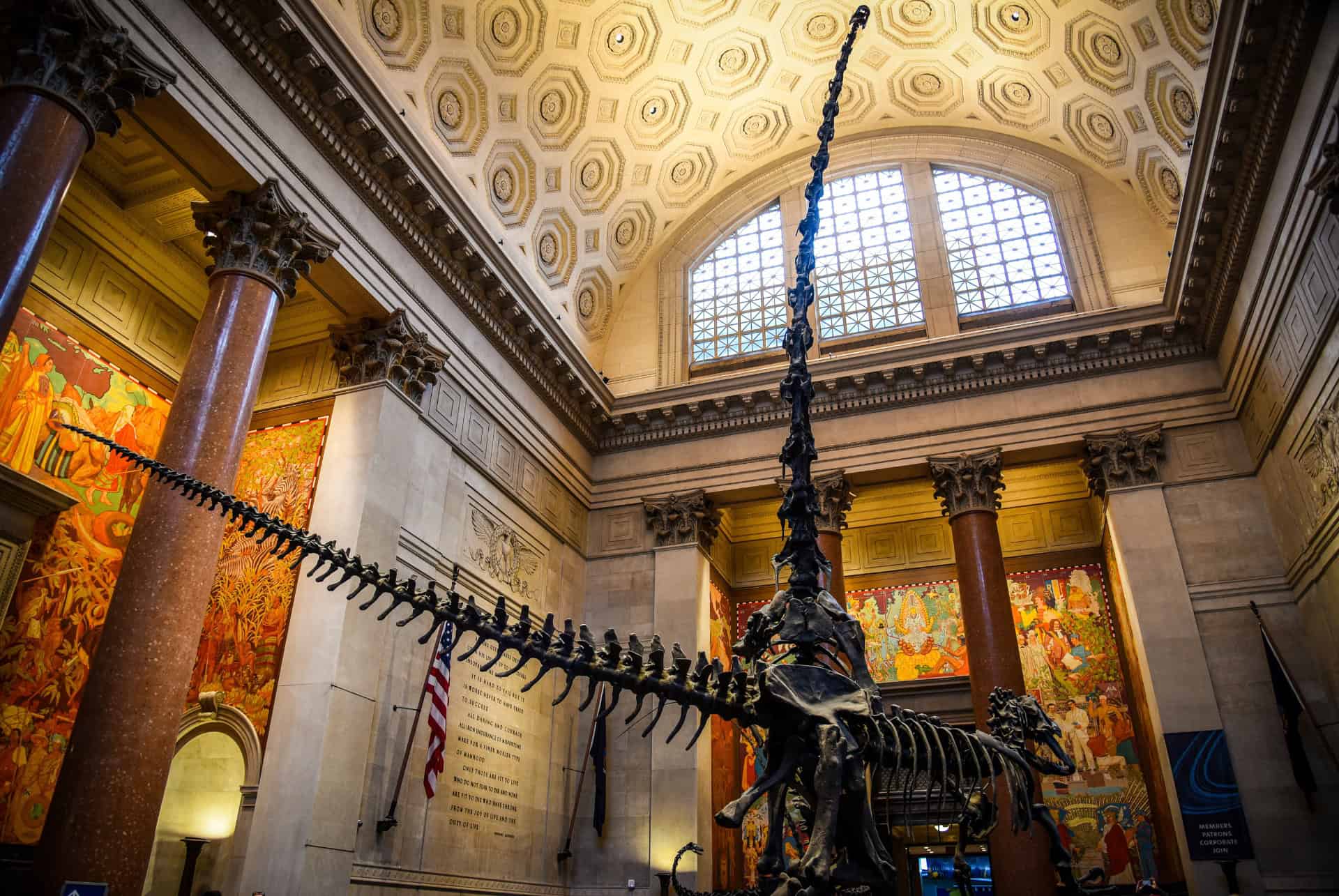 amnh de new york