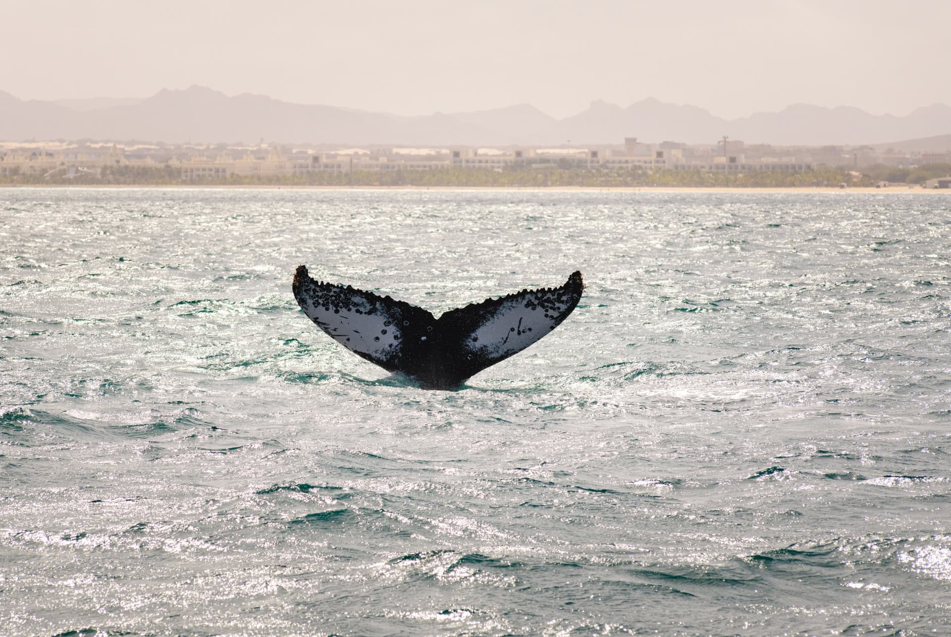 Observation des baleines à Boa Vista