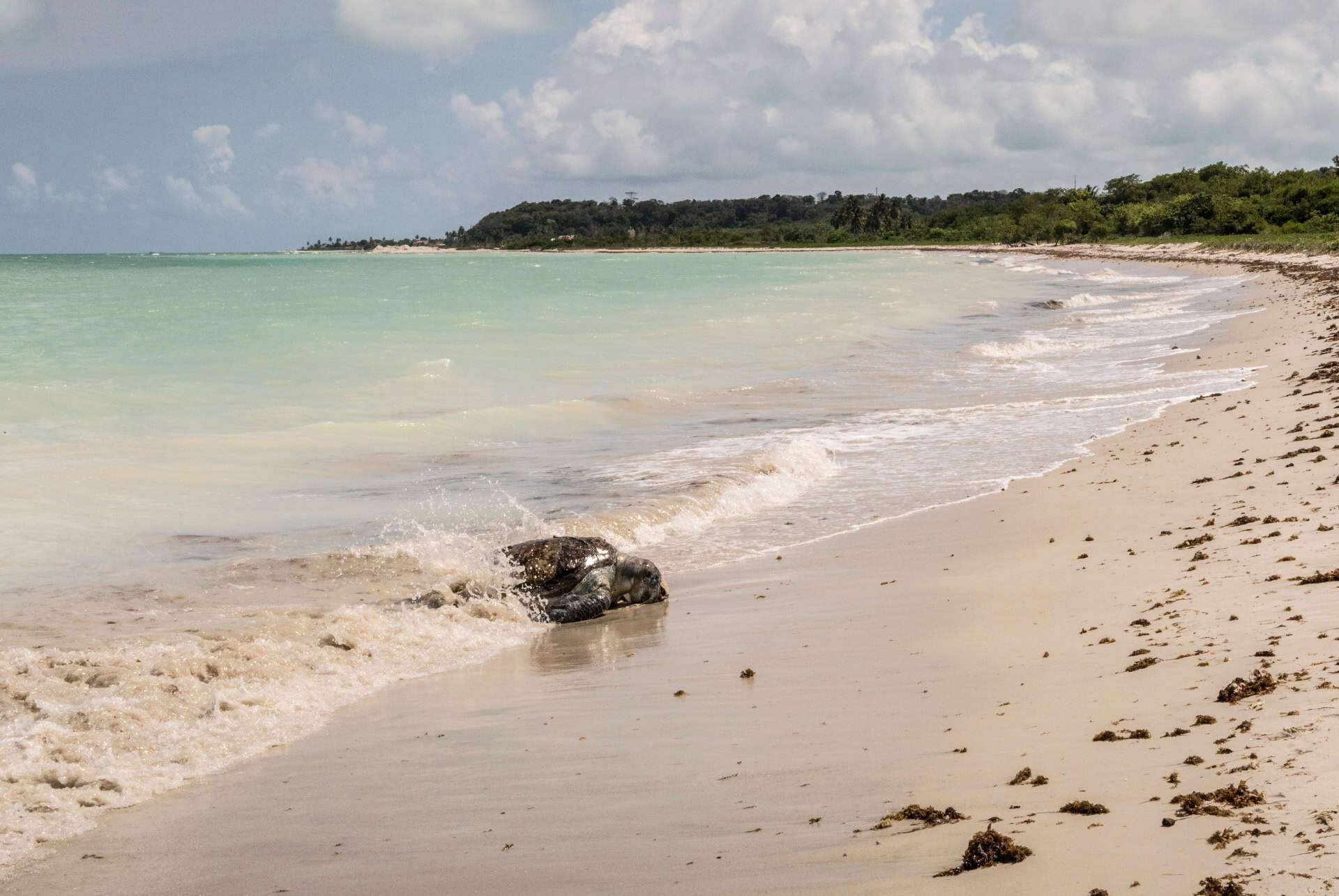 Observation des tortues de mer à Sal