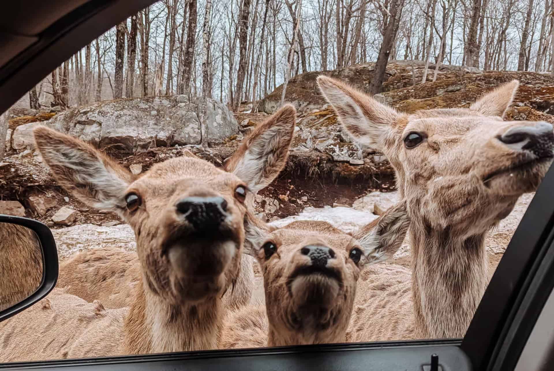 Excursion privée au parc Oméga