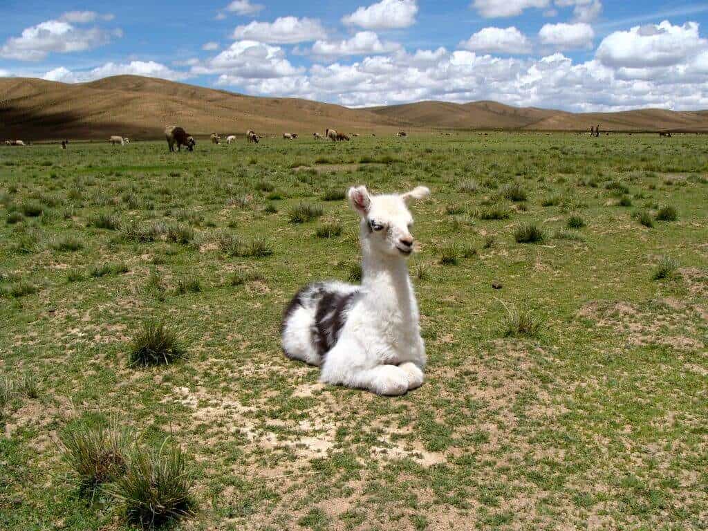 lama, Andes, Bolivie, Uyuni
