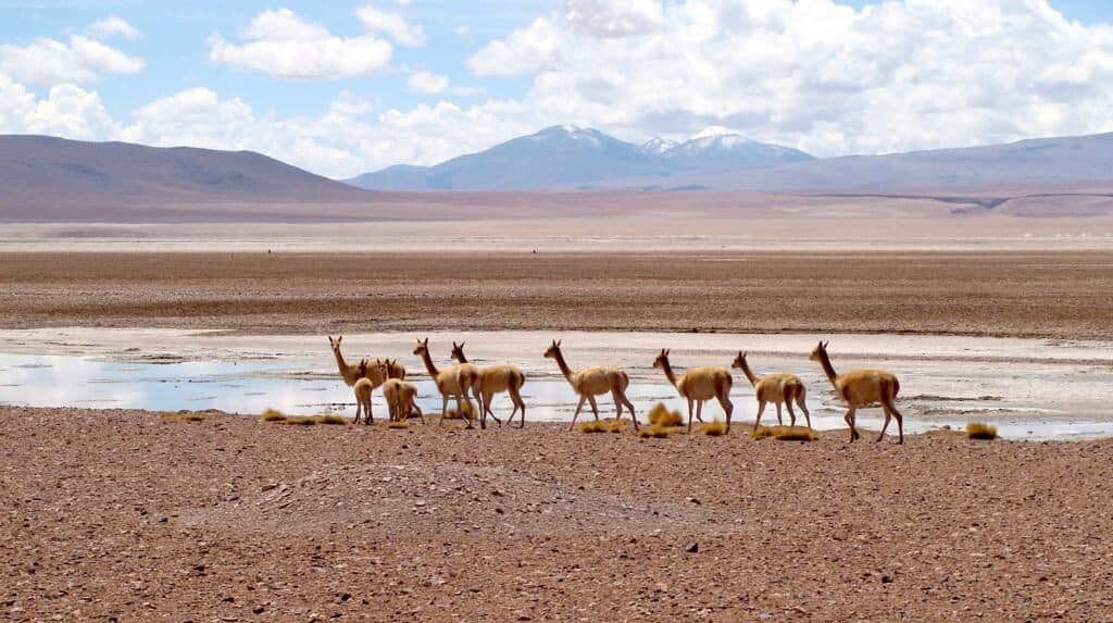 Vigognes, désert, Salar, Uyuni, Bolivie