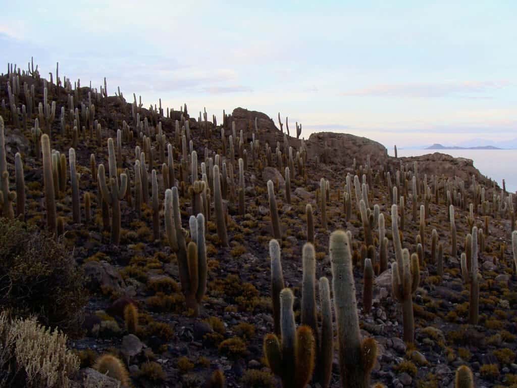 Incahuasi, île de corail, Uyuni, Bolivie