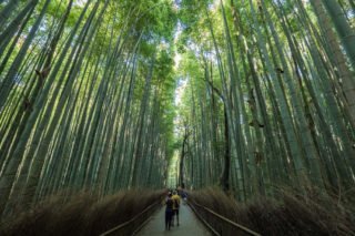 Japon, voyage, Arashiyama, Kyoto, bambou, singe, macaque, Iwatayama