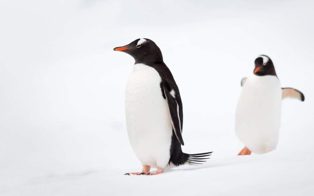 croisière, Antarctique, pingouin, manchot,
