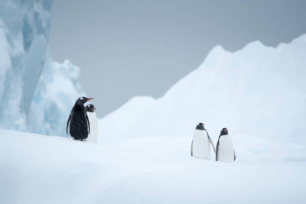 croisière, Antarctique, pingouin, manchot,