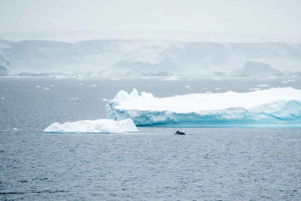 croisière, Antarctique, baleine