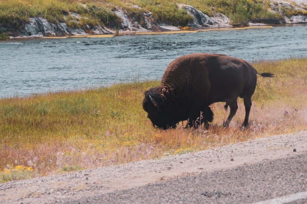Yellowstone, Grands Parcs, parc national, réserve, nature, USA, Amérique, américain, animaux, roadtrip, visiter, voyage, conseils, rivière, bison