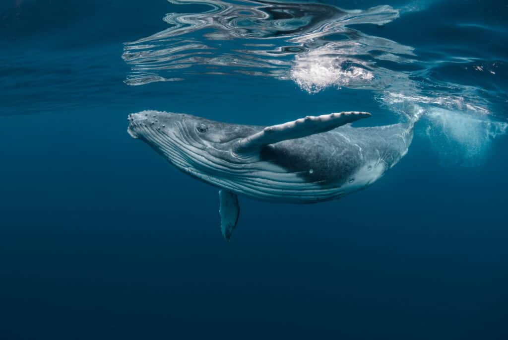 baleine tadoussac
