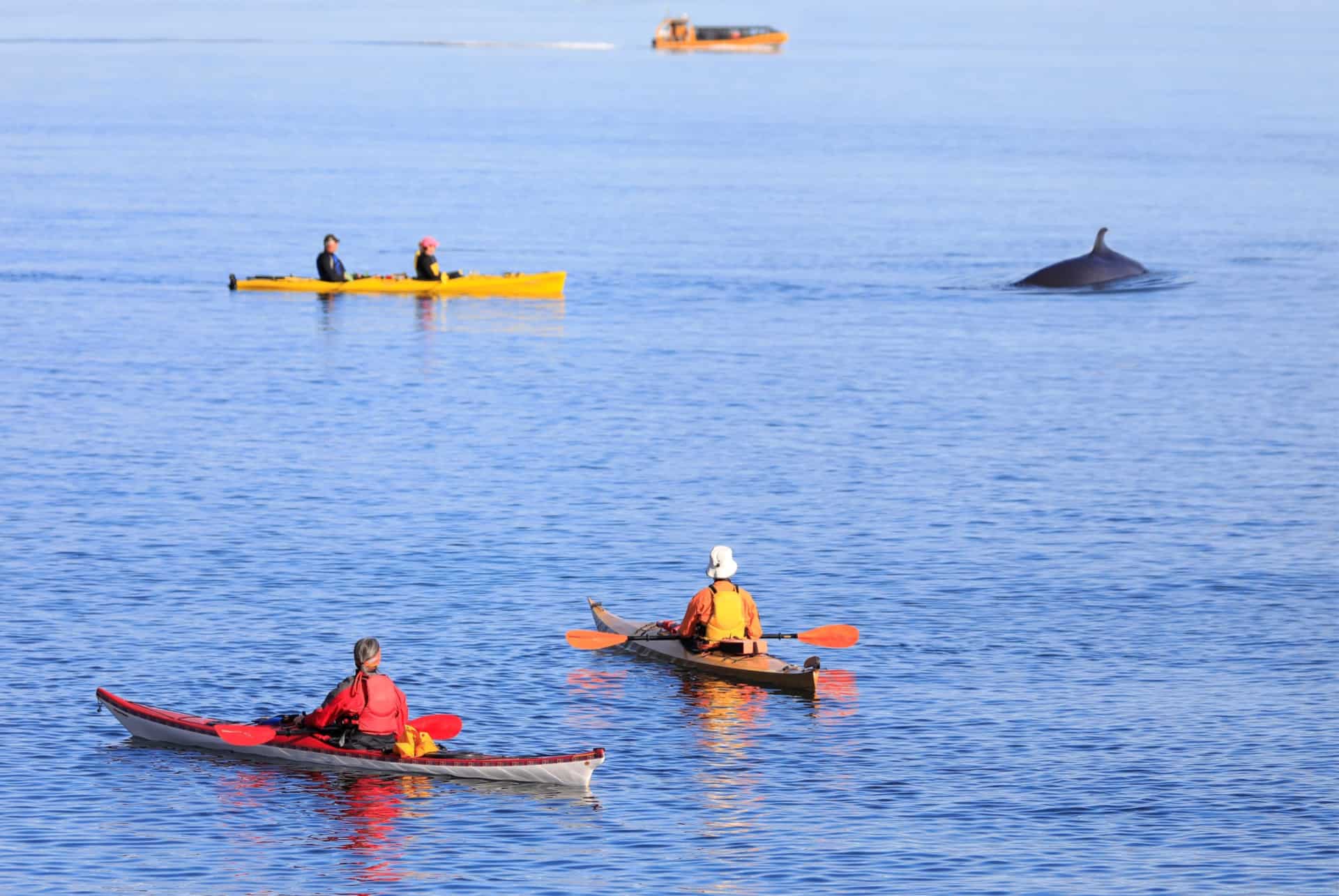observation baleine kayak