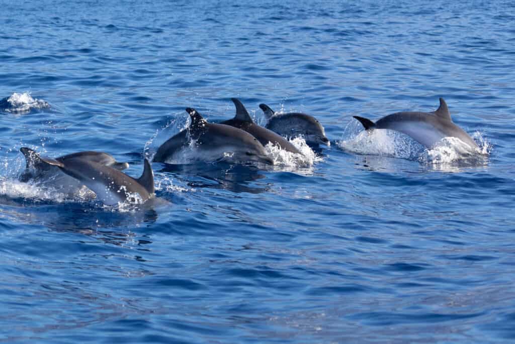 observation dauphins madere