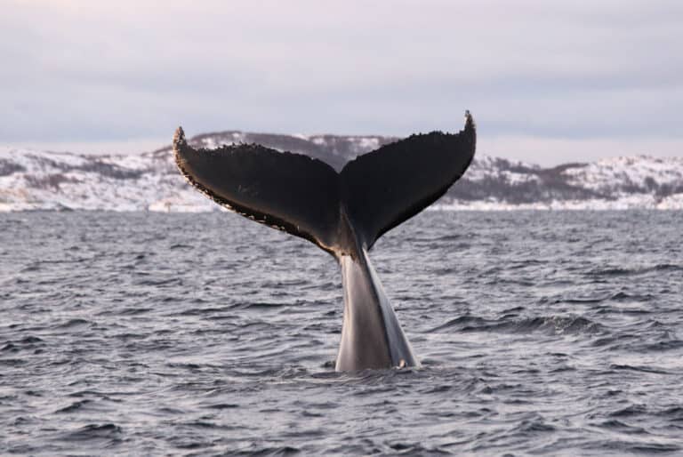 Tromsø : Observation des baleines en catamaran hybride-électrique