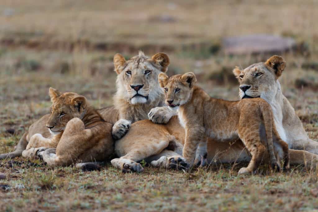 lionceaux masai mara