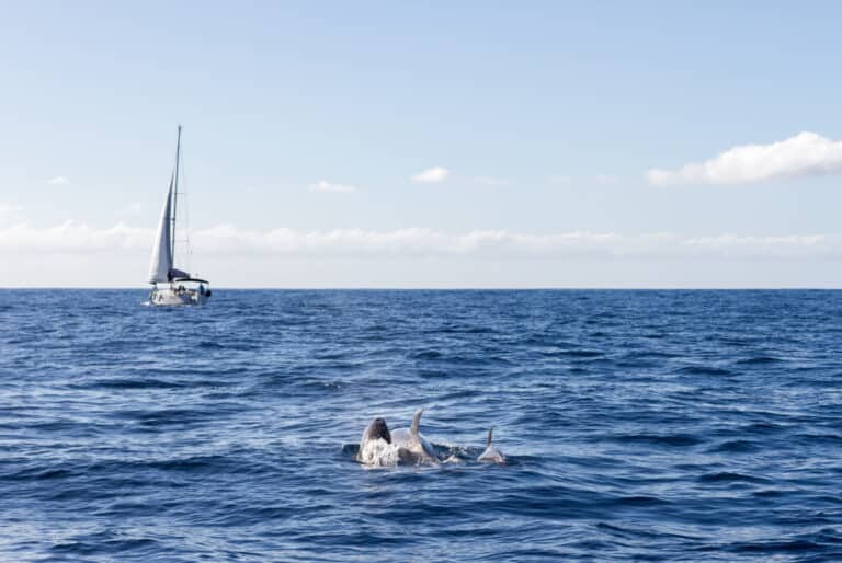 Croisière d'observation des dauphins et baleines