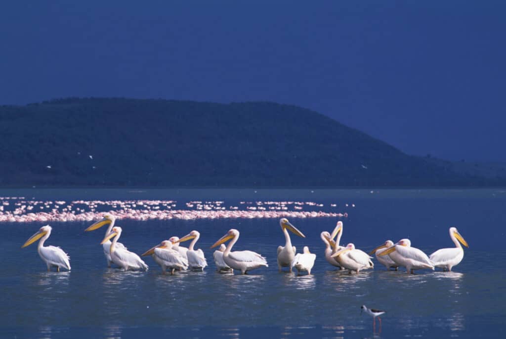 pelicans nakuru