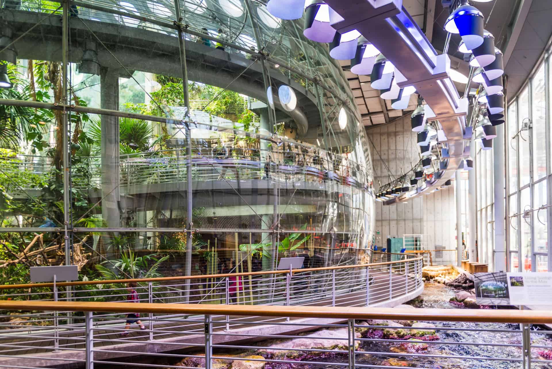 foret tropicale california academy of sciences