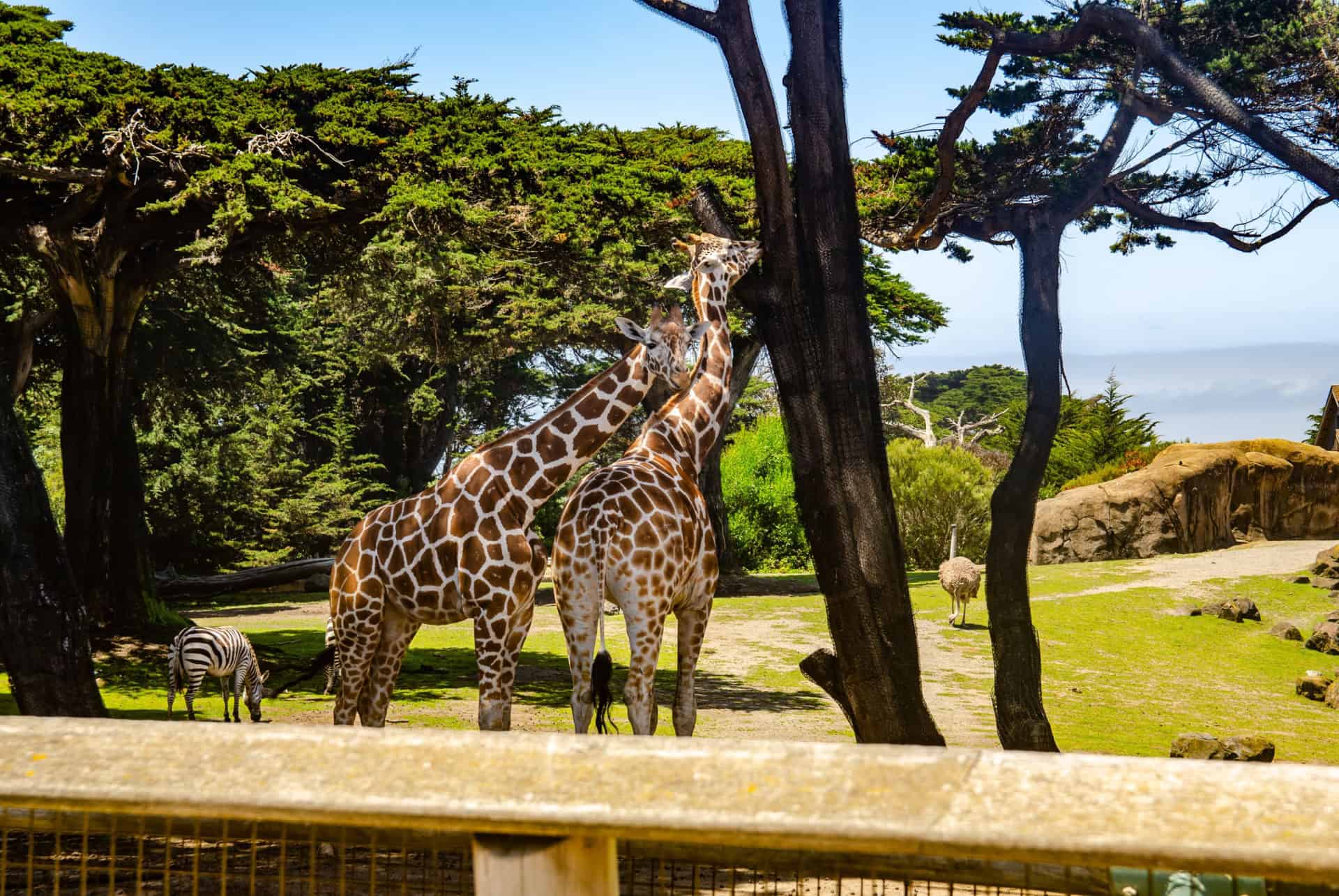 zoo de san francisco