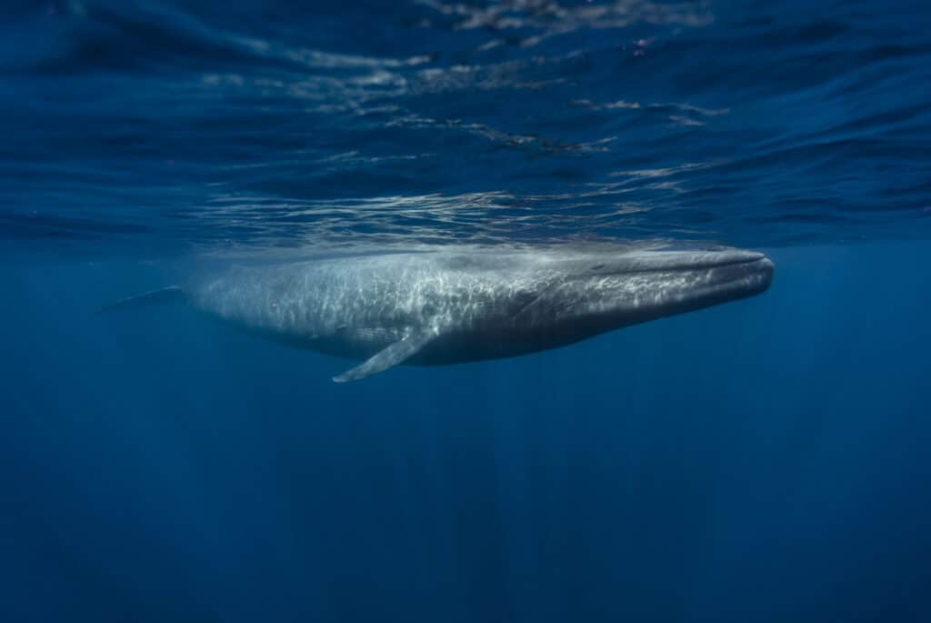 baleine bleue islande