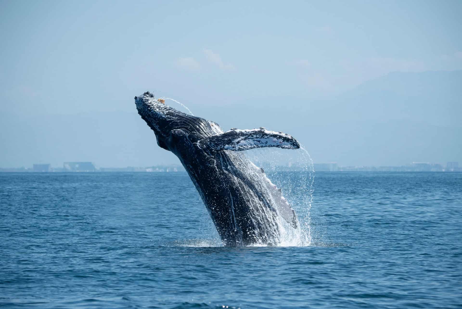 baleines en islande