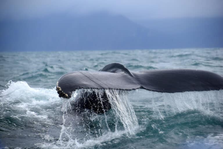 Croisière observation des baleines depuis Húsavík