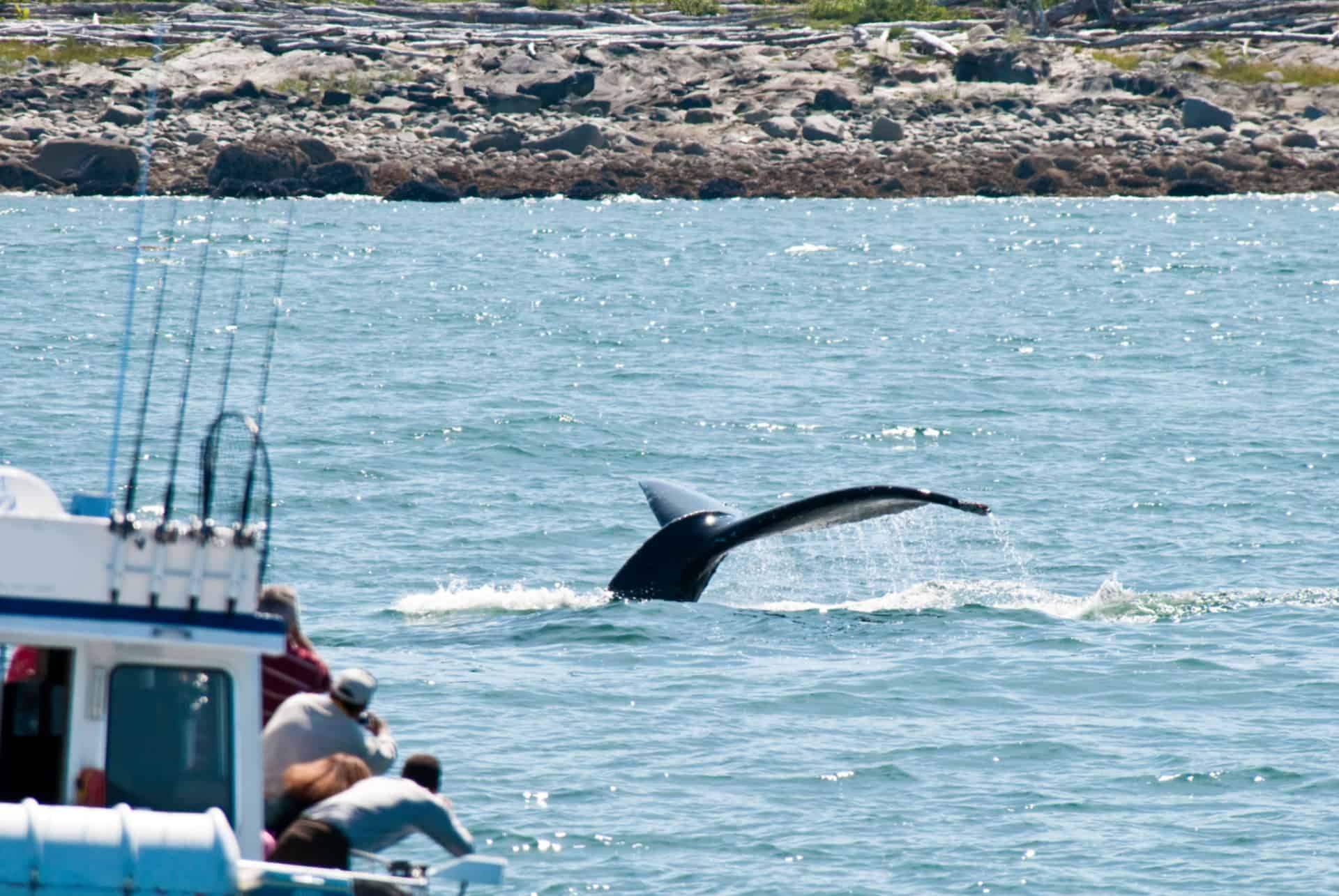 excursion baleines photos