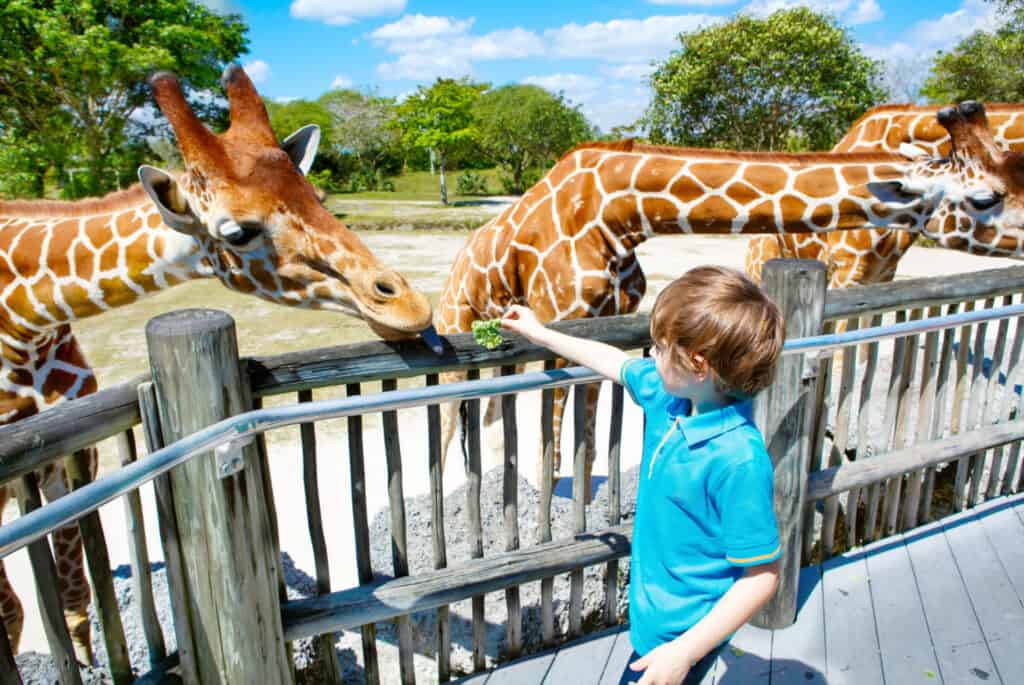 que faire a miami zoo giraffes