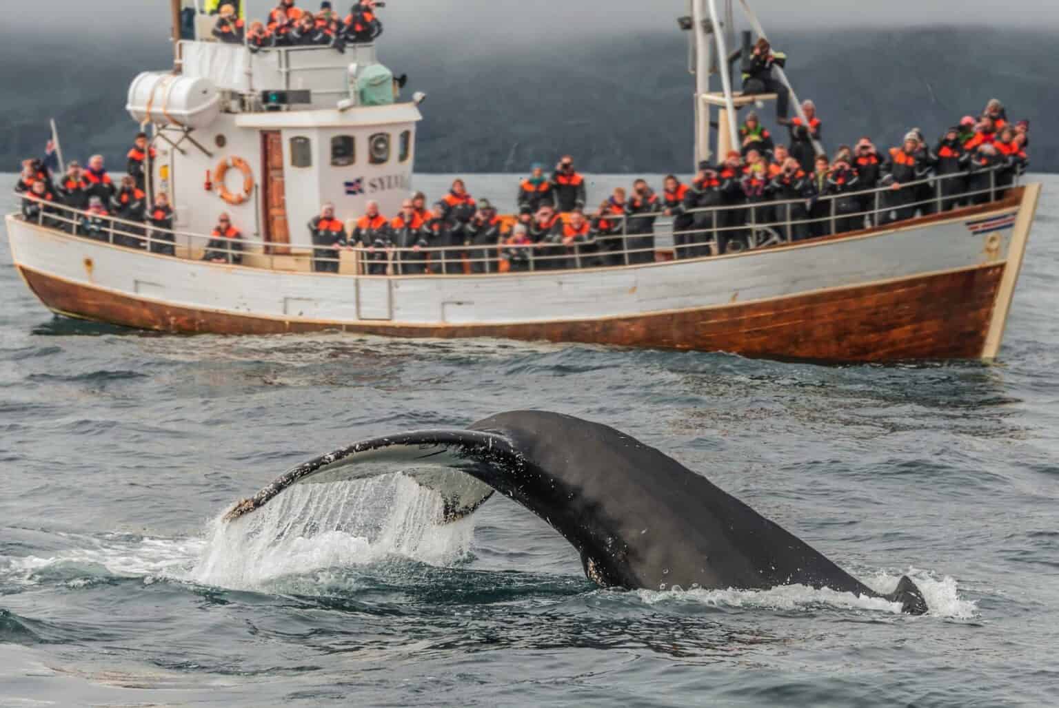 Observation des baleines en Islande quand et où les voir — free download