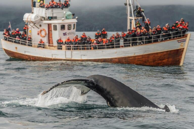 Observation des baleines en Islande : quand et où les voir