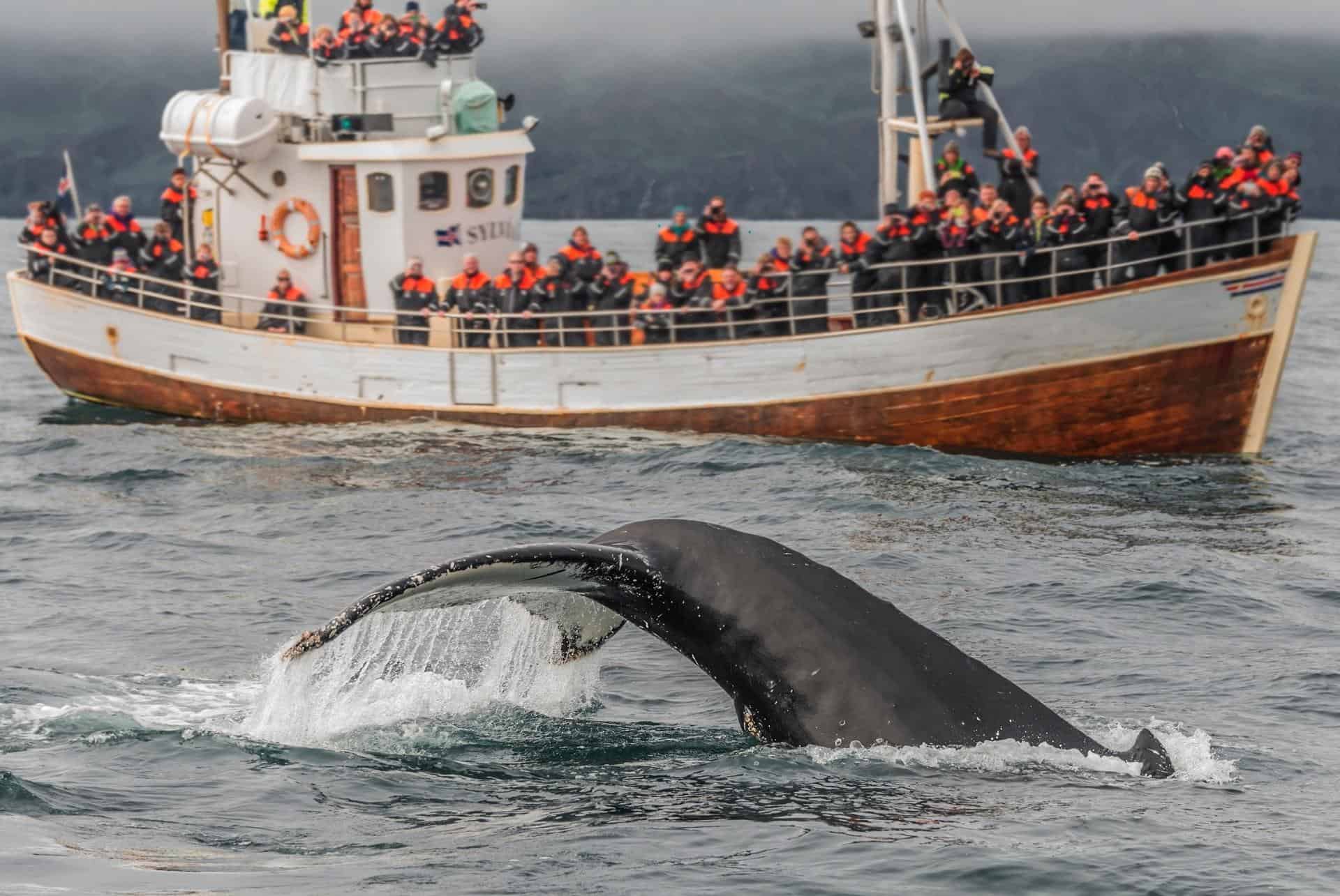 observation baleines en islande