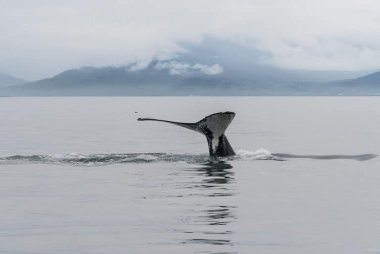 Croisière observation des baleines depuis Reykjavík