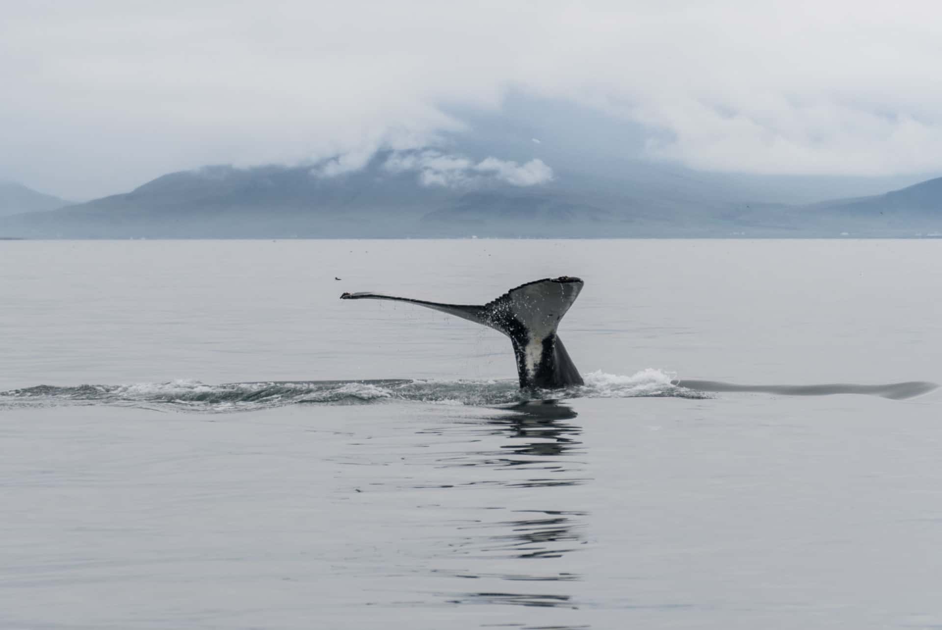 reykjavik observation baleines islande